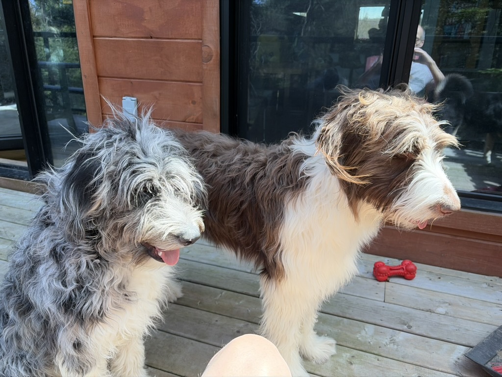Two production-friendly rescue figurant dogs
